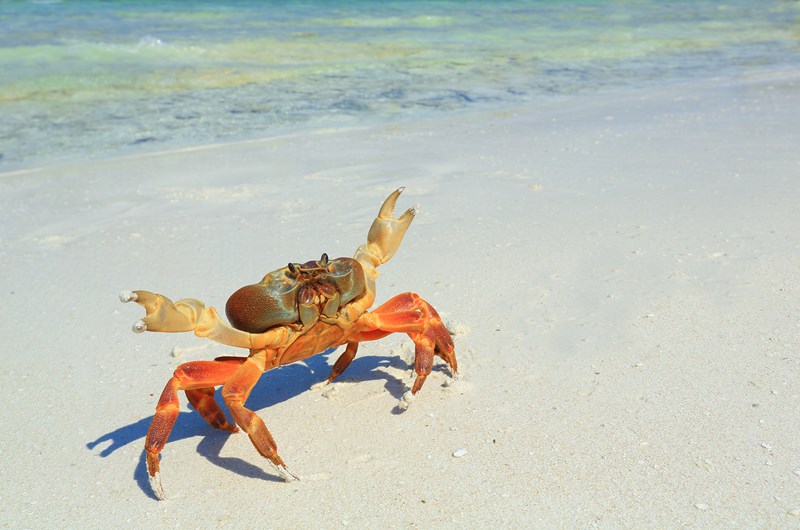 Crab Races Photo