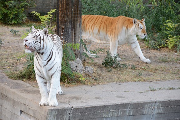 Bengal Tigers - Cat Tales Wildlife Center