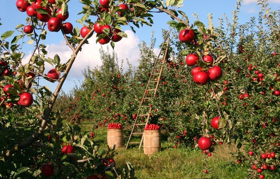 Green Bluff Growers