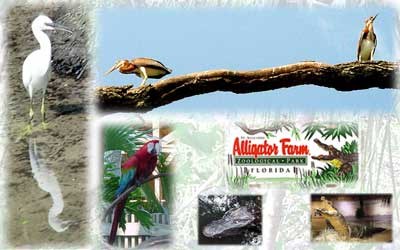 St. Augustine Alligator Farm Zoological Park