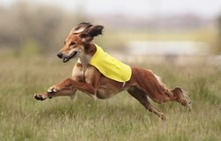 The American Kennel Club Museum of the Dog