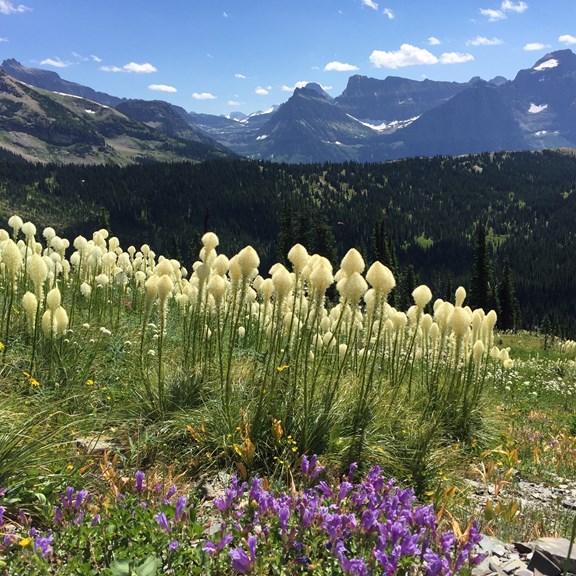 Plan a trip to Browning, Montana