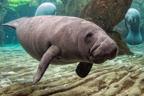 Busch Gardens - Tampa Bay