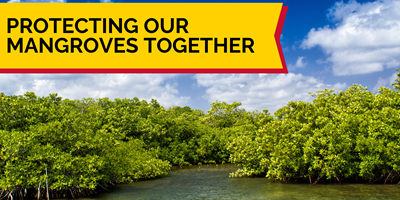 Park Updates: Our Commitment to Protecting Mangroves
