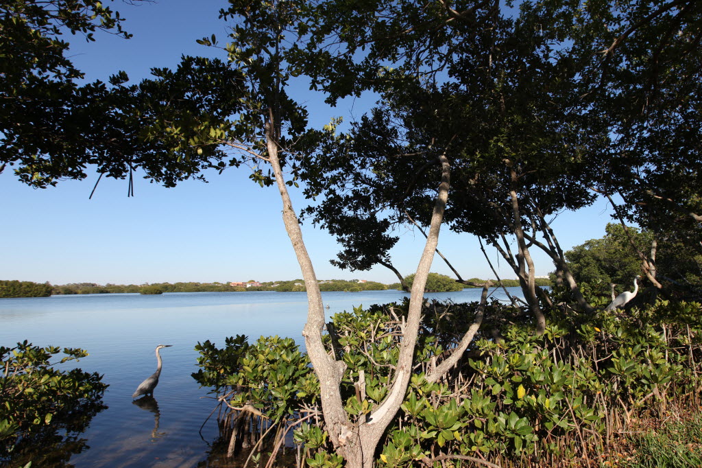Long bayou