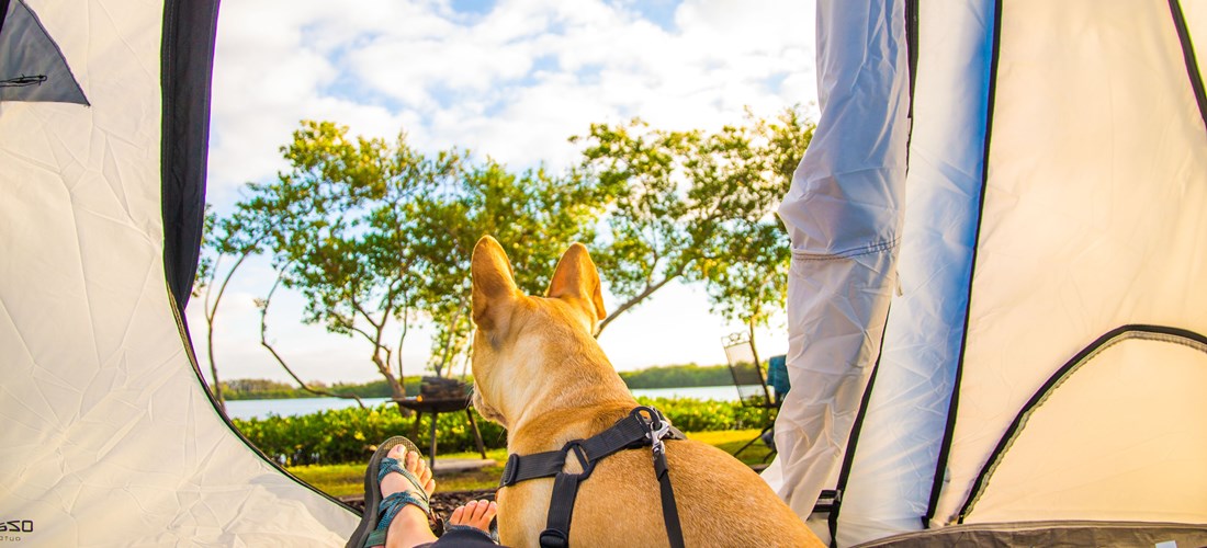 Pet friendly tent sites!