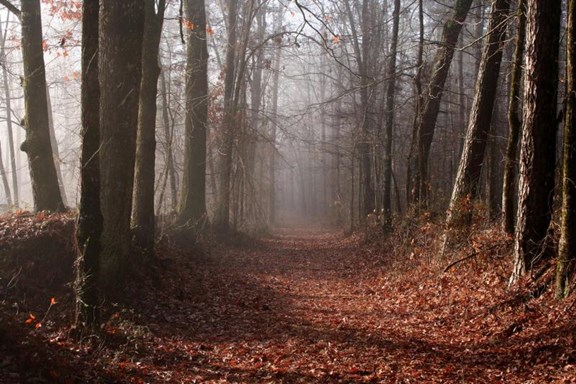 Natchez Trace Parkway