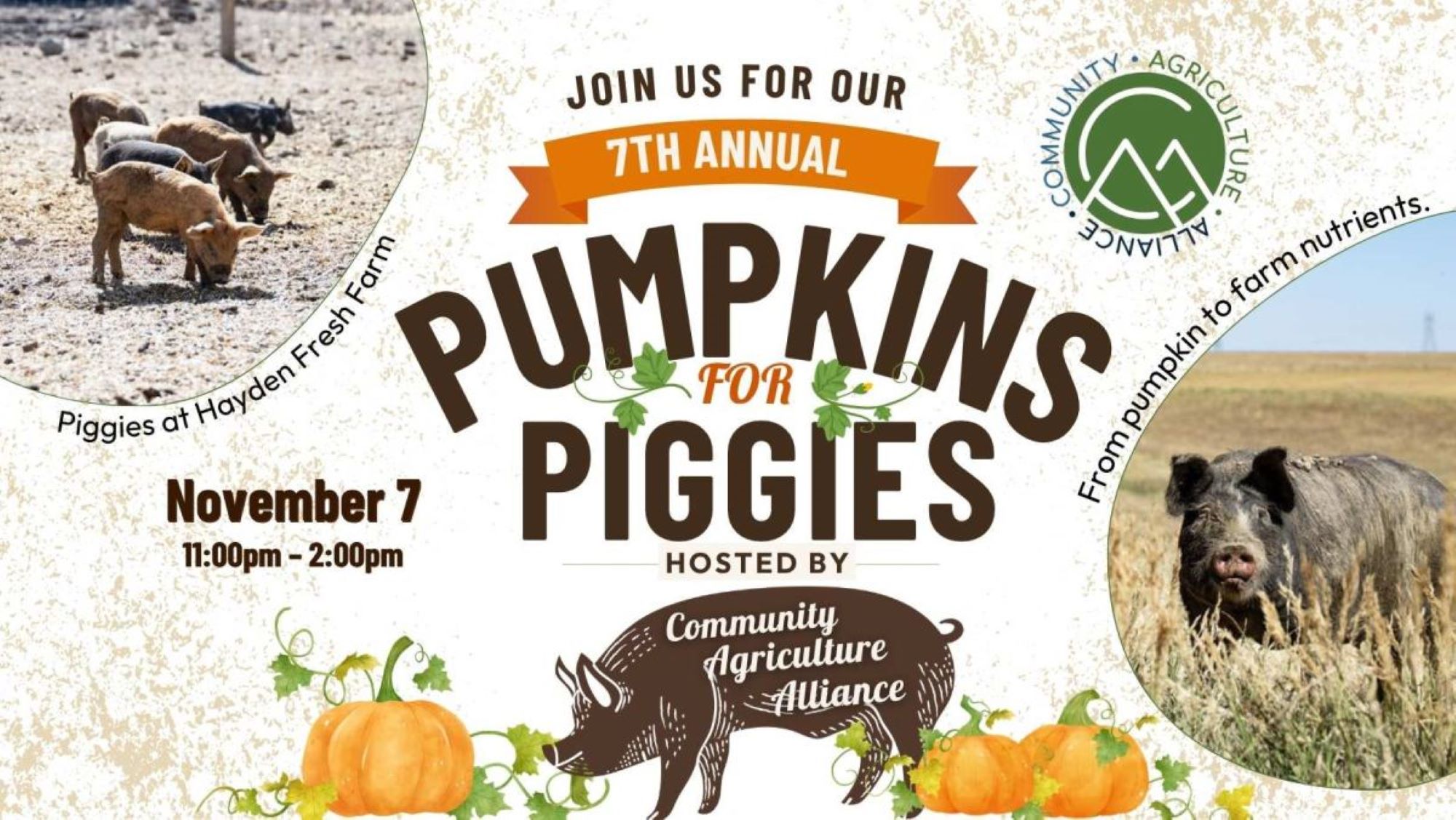Pumpkins for Piggies Photo