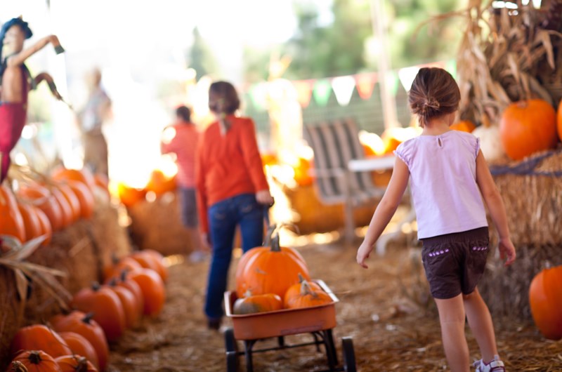 PUMPKIN PATCH ADVENTURE Photo