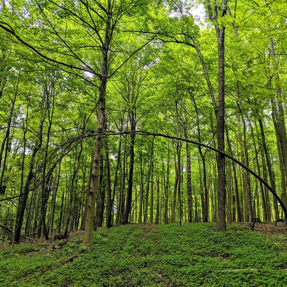 Enchanted Nature Trail