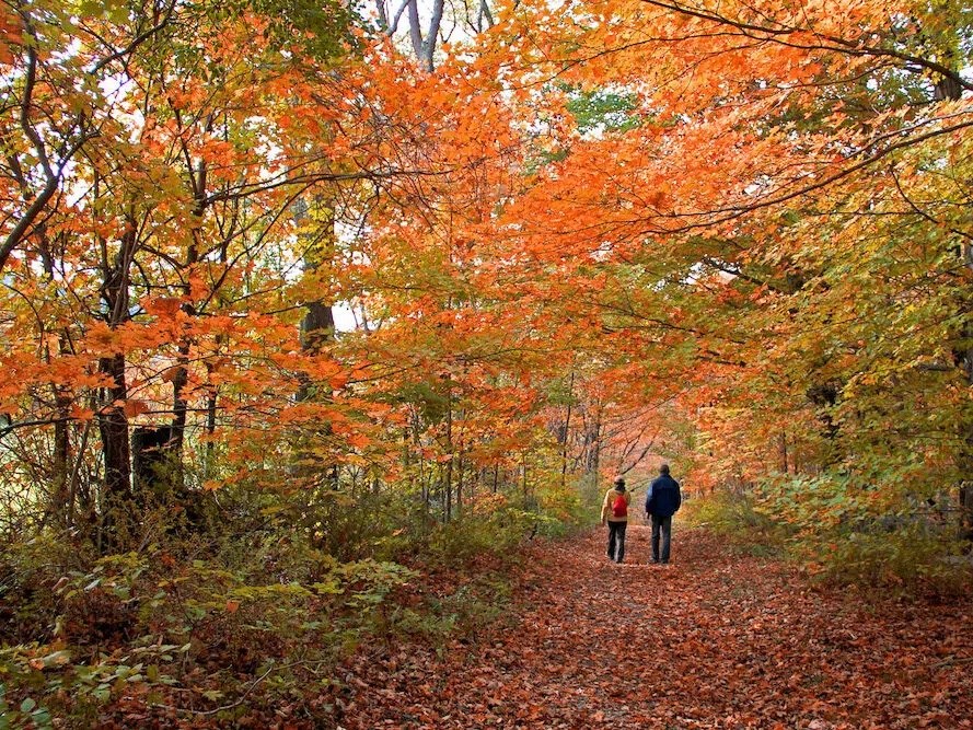 Leaf Peeping