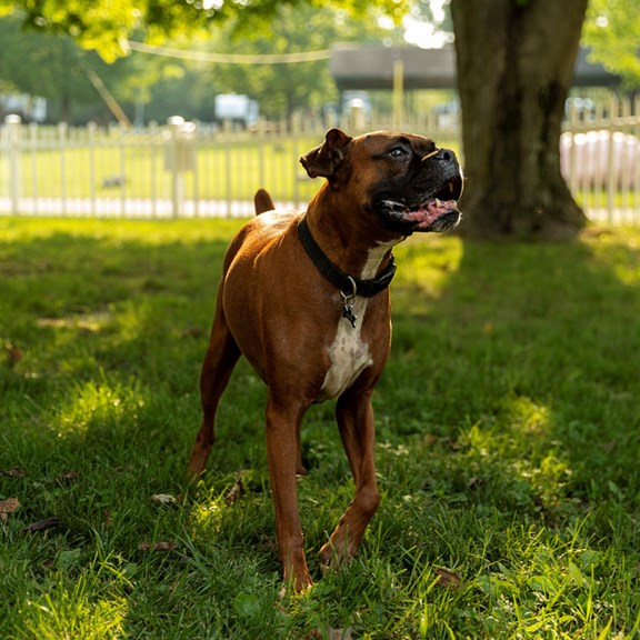 Kamp K9