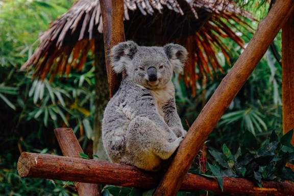 Cleveland Metroparks Zoo & Rainforest