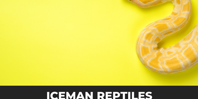 Iceman Reptiles