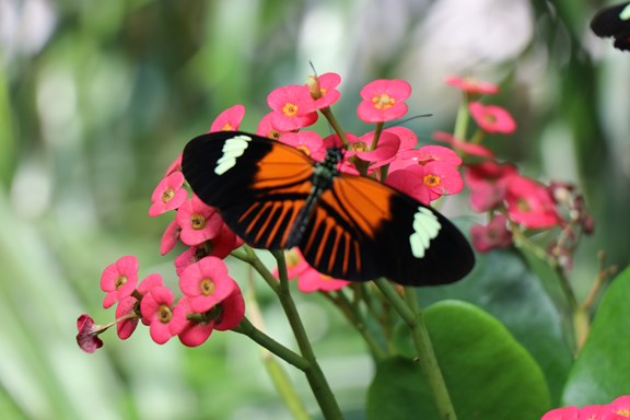 Key West Butterfly and Nature Conservatory