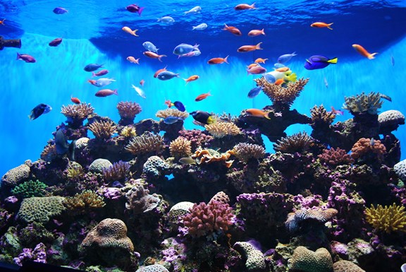 Key West Aquarium