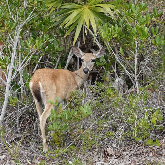 National Key Deer Refuge on Big Pine, FL