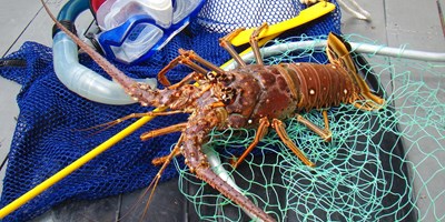 Mini Lobster Season