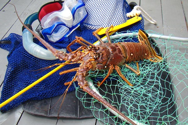 Mini Lobster Season Photo