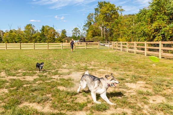 KampK9 - Bark Parks