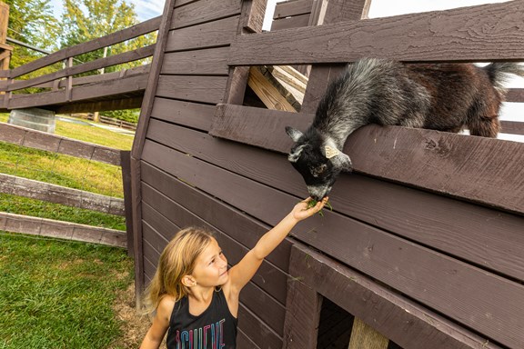 PETTING ZOO