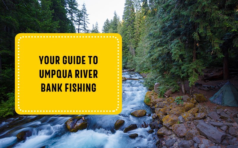 Your Guide to Umpqua River Bank Fishing