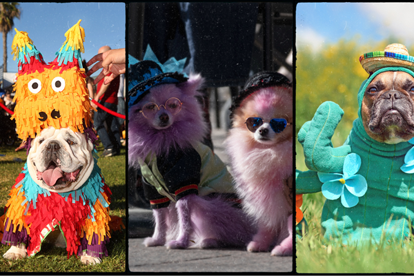 Pet Costume Parade Photo