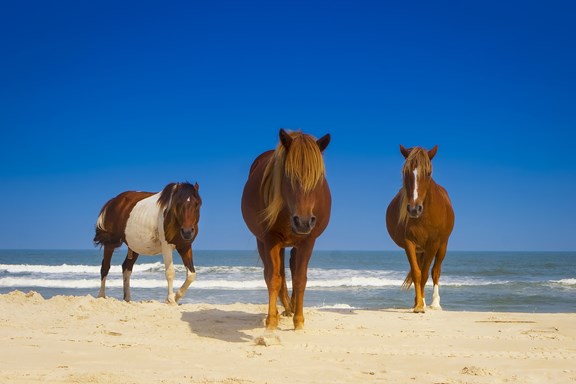 Assateague Island National Seashore