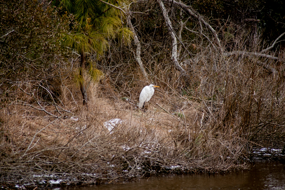 Chincoteague National Wildlife Refuge