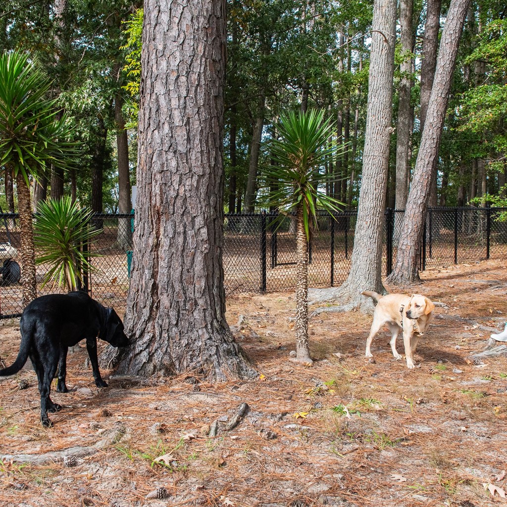 Tips for Camping With Your Pup at Tall Pines