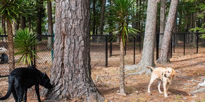 Tips for Camping With Your Pup at Tall Pines