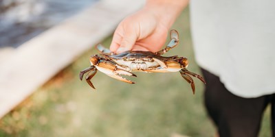 How to Catch Crabs on the Chesapeake Bay
