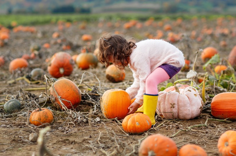 Pumpkin Palooza Photo