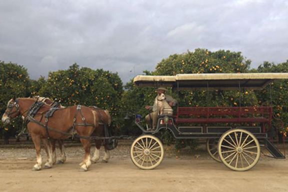 Cancelled: Horse Drawn Carriage Rides