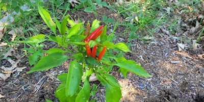 Summer Flowers at Texarkana KOA