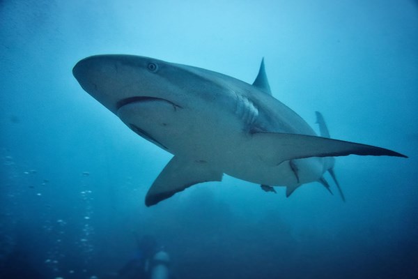 Shark Weekend Photo