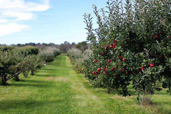 Mercier Orchards