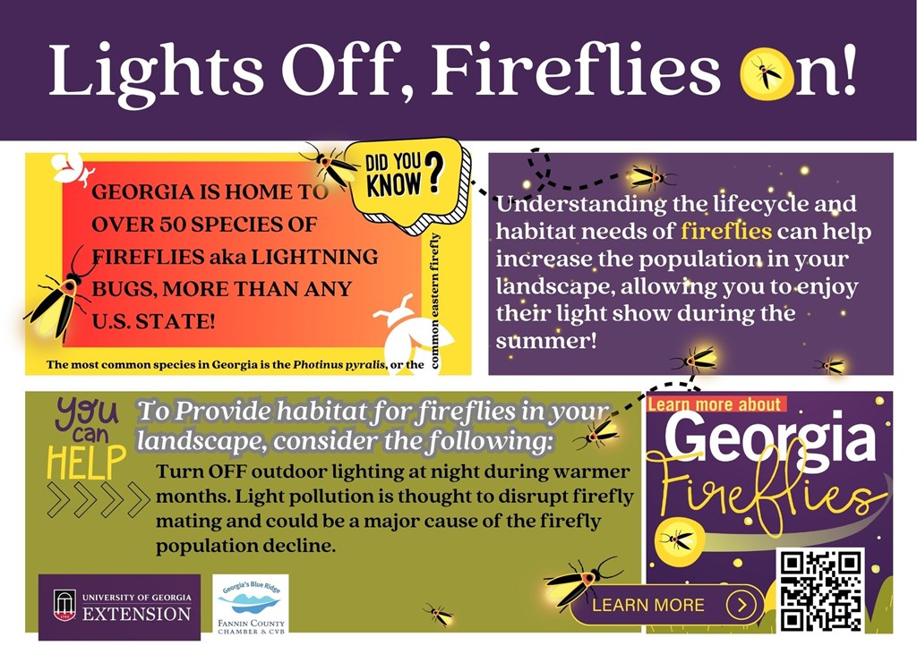 Lights Off, Fireflies On!