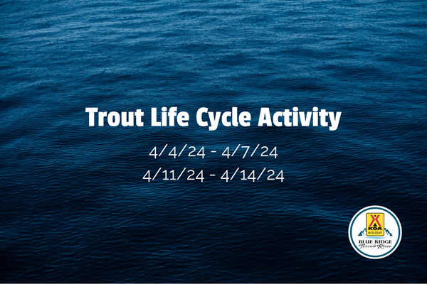 Trout Life Cycle Activity Photo