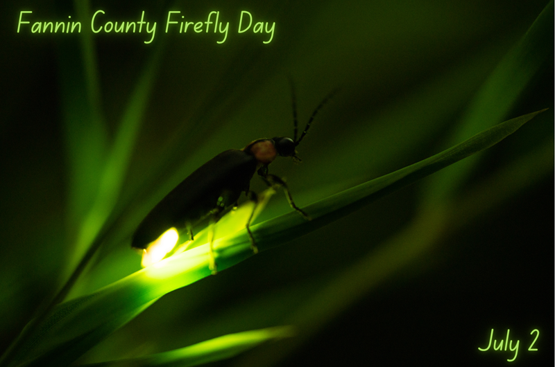 Fannin County Firefly Day Photo