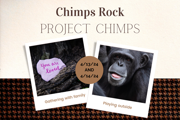 Chimps Rock ~ Project Chimps Photo