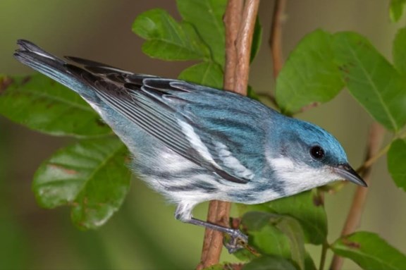 The Biggest Week in American Birding  May 3-12, 2019