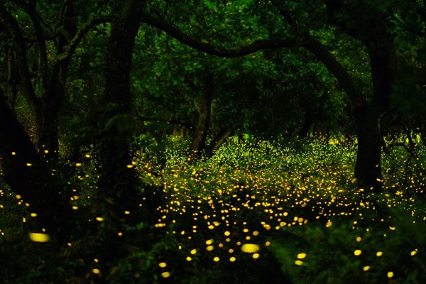 Synchronous Fireflies Phenomenon Photo