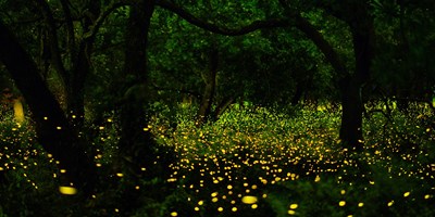 Synchronous Fireflies Phenomenon
