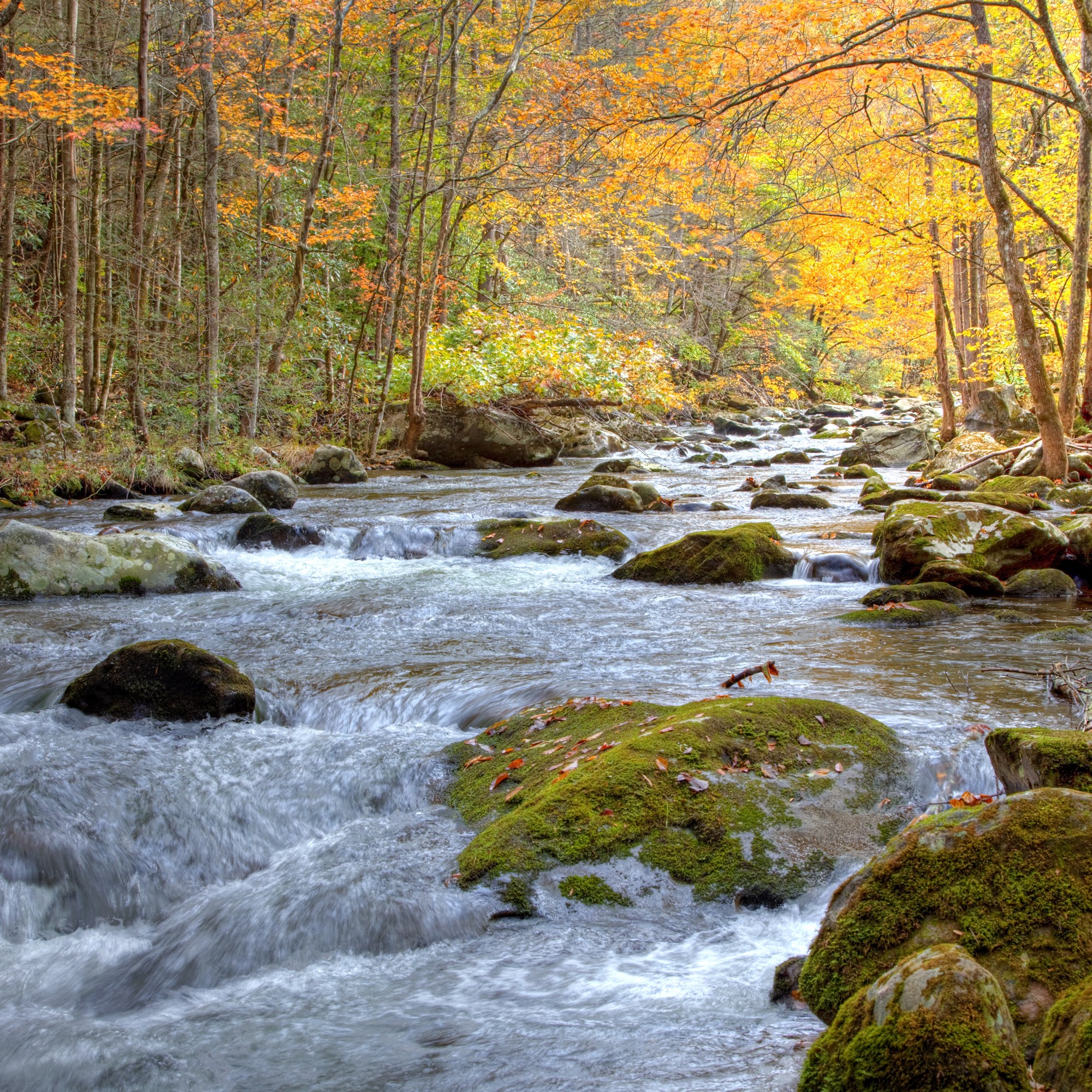 Townsend, Tennessee Area Attractions and Activities Townsend / Great