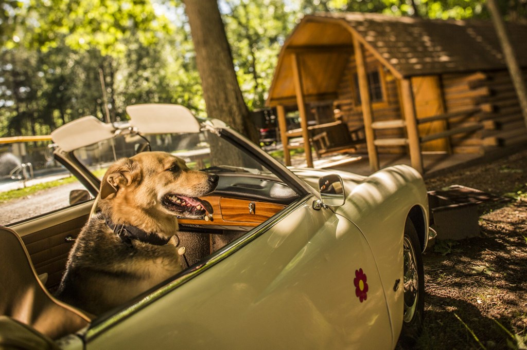 Pets now welcome in Cabins!