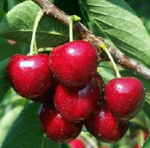 National Cherry Festival Photo
