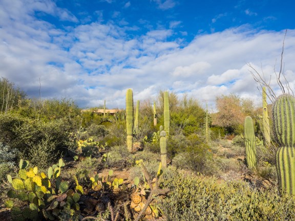 Arizona-Sonora Desert Museum