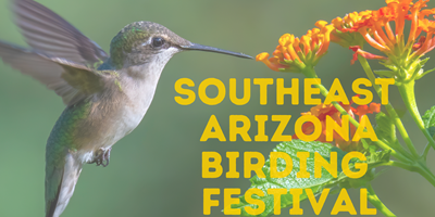 Southeast Arizona Birding Festival
