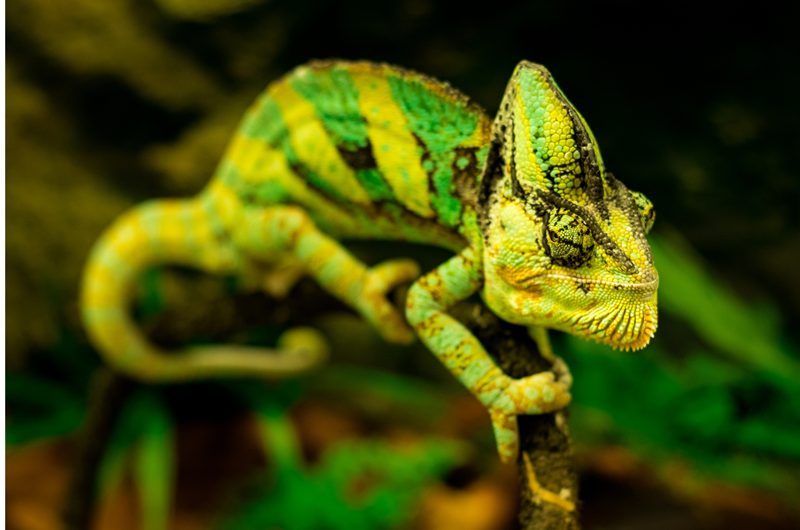 22nd Annual Tucson Reptile & Amphibian Show & Sale: Event at the Tucson